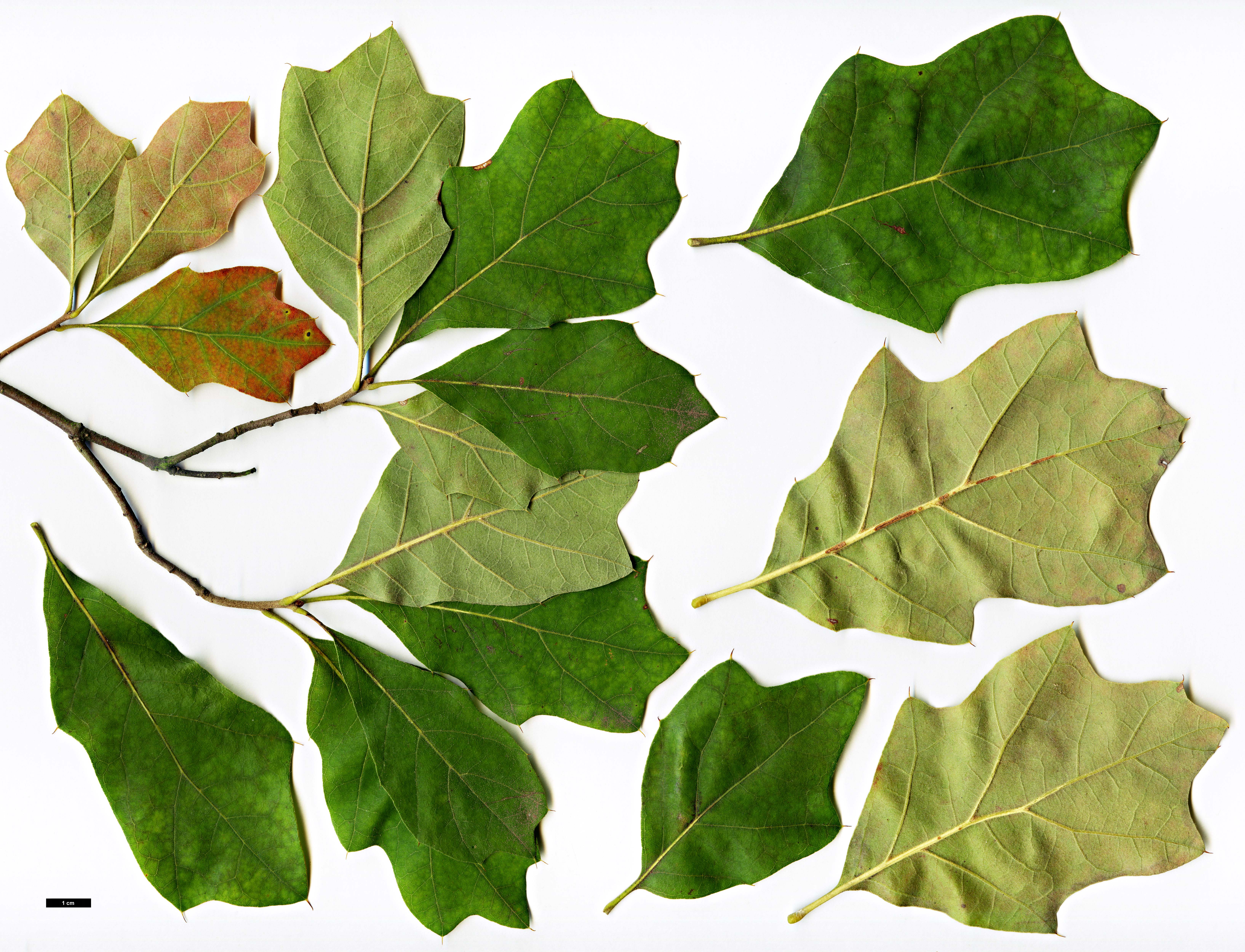 High resolution image: Family: Fagaceae - Genus: Quercus - Taxon: ilicifolia - SpeciesSub: 'Tromp Ball'